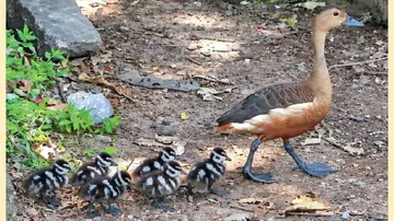 Lesser Whistling Duck and ducklings