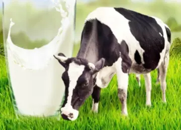 Benamis and private agencies are establishing their influence in the dairy sector.