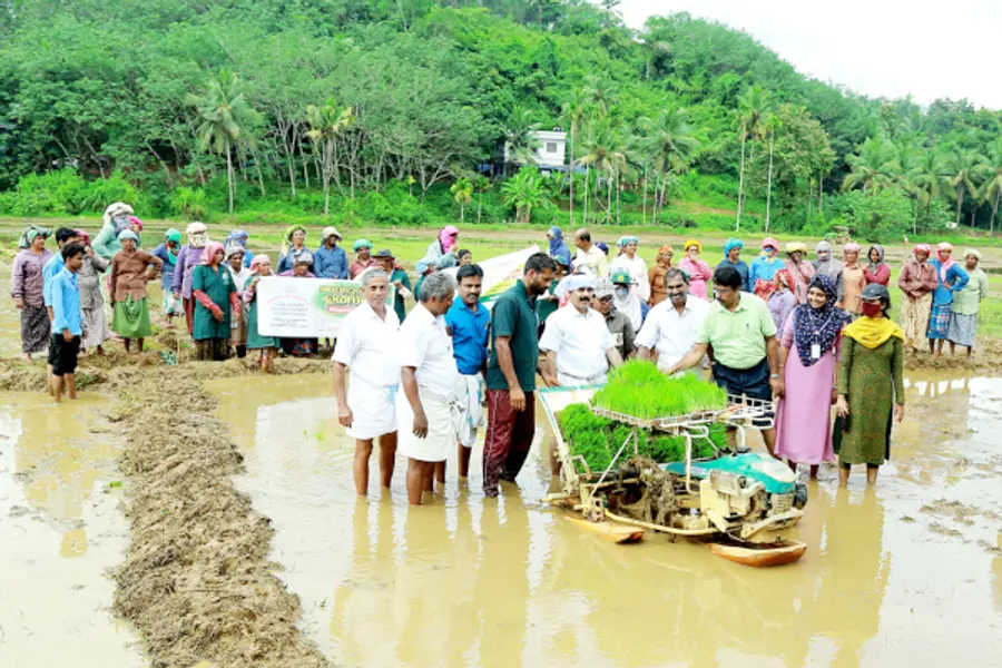 തരിശുരഹിത ചെങ്ങളായി പദ്ധതിയുടെ ഭാഗമായി വിത്തിറക്കുന്നു