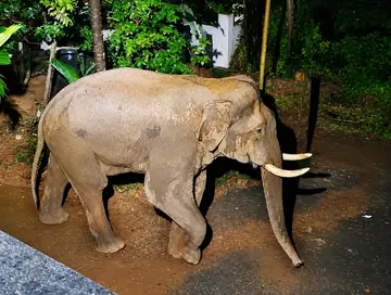 Wild elephant strikes fear among the people again.