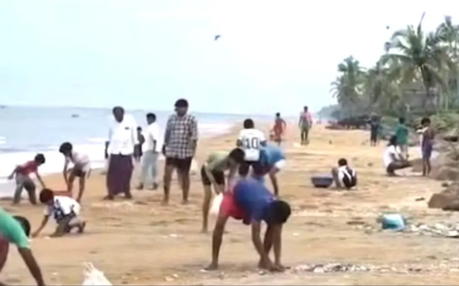 The mass washing ashore of sardines became a curious sight.