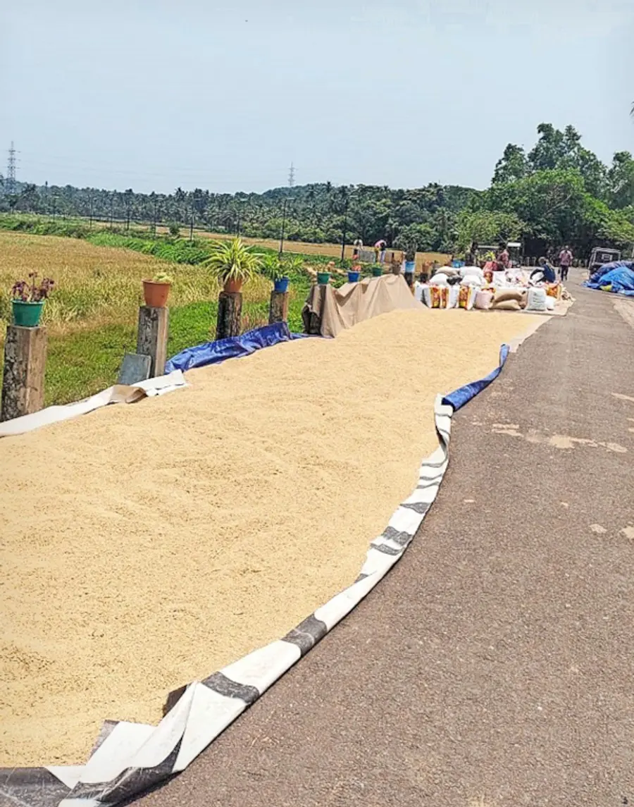 കാനാന്പുഴയിൽ വിളവെടുത്ത നെല്ല് ചാക്കിൽ നിറയ്ക്കുന്നു