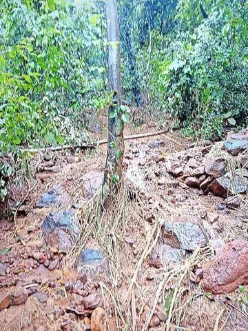 അയ്യൻകുന്ന്‌ ഉരുപ്പുംകുറ്റി ആയാംകുടി മലയിൽ ഉരുൾപൊട്ടലിൽ തകർന്ന ബെന്നി കുന്നിനിയുടെ കൃഷിയിടം​