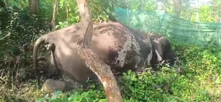 നടാംപാടത്ത് സ്വകാര്യ വളപ്പിൽ കാട്ടാന ചരിഞ്ഞ നിലയിൽ 