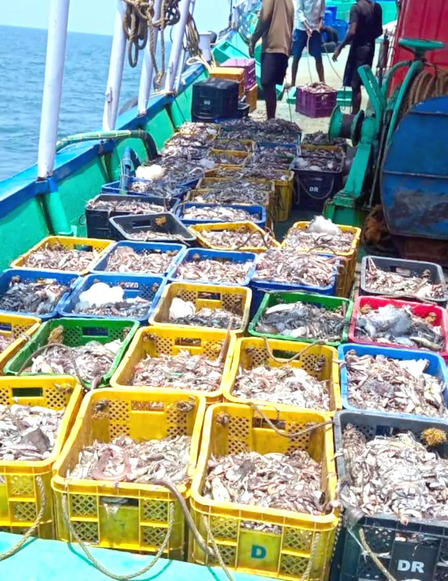 പിടിച്ചെടുത്ത കിളിമീൻ കുഞ്ഞുങ്ങൾ      (ഫയൽ ചിത്രം)