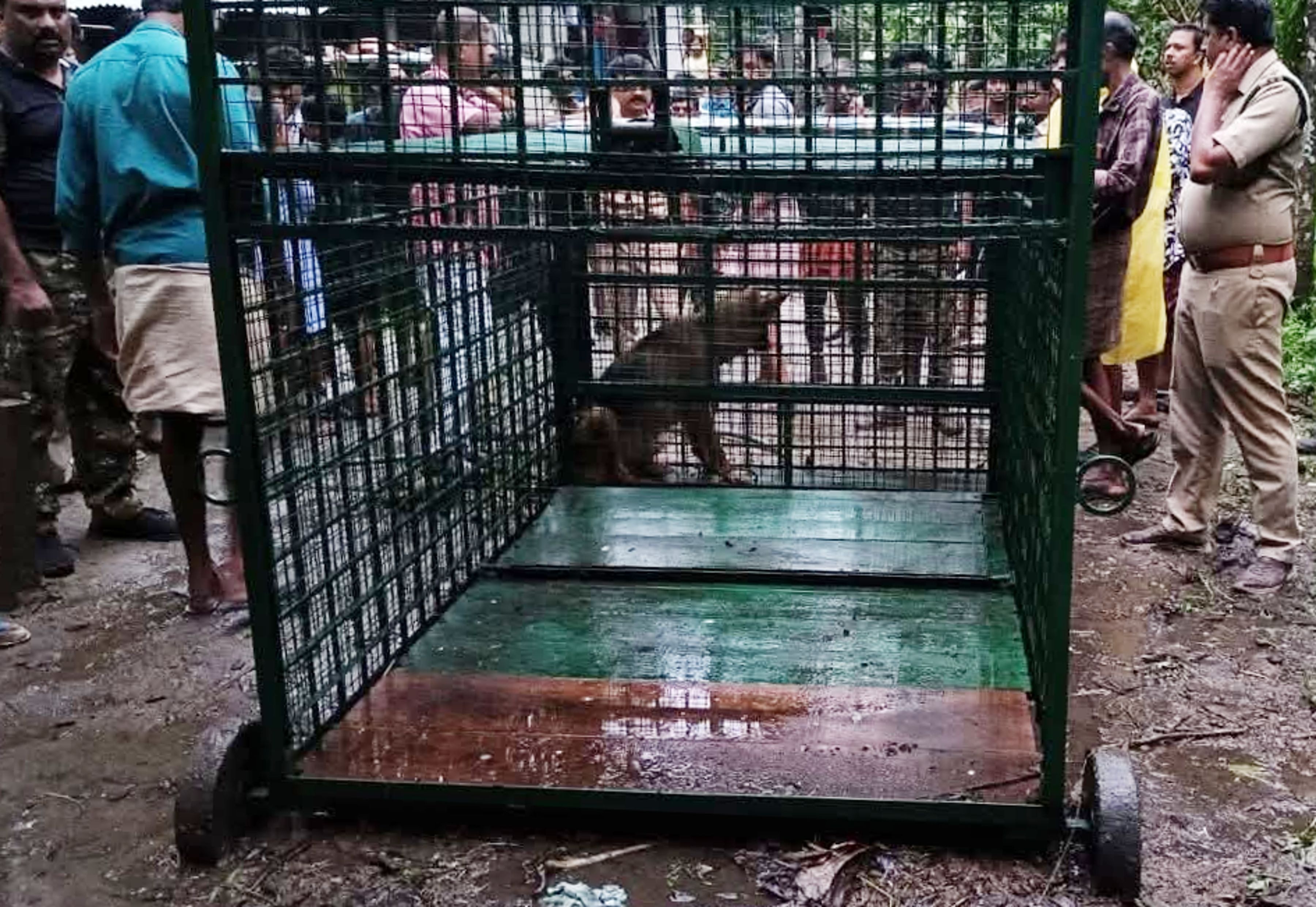 കാഞ്ഞിരത്ത്  സ്ഥാപിച്ച പുലിയെ പിടികൂടുന്നതിനുള്ള കൂട്