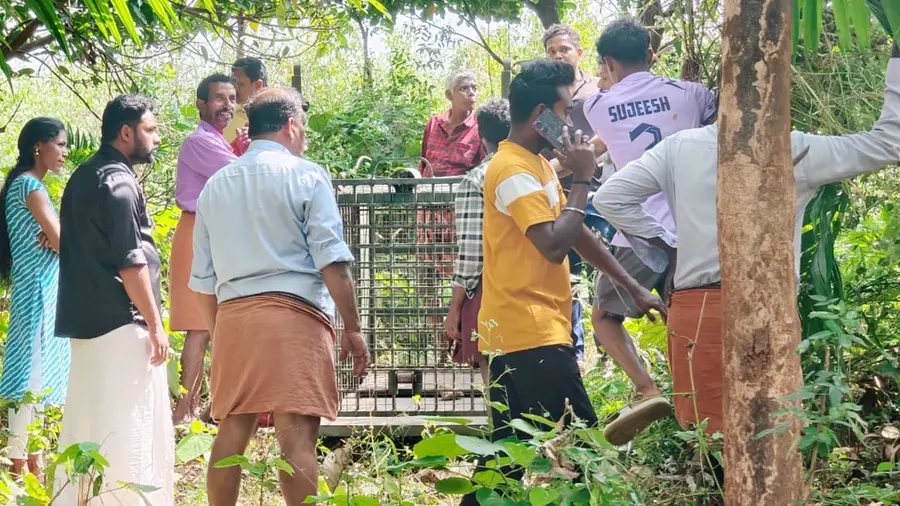 നെന്മാറ അള്ളിച്ചോട് പ്രദേശത്ത് സ്ഥാപിച്ച പുലി കൂട്