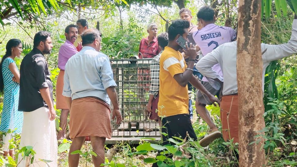നെന്മാറ അള്ളിച്ചോട് പ്രദേശത്ത് സ്ഥാപിച്ച പുലി കൂട്