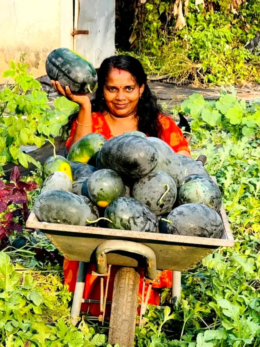 കൃഷി ചെയ്തെടുത്ത തണ്ണിമത്തനുകളുമായി വിജയകല