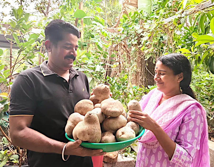 മട്ടുപ്പാവ് കൃഷി വിളവെടുപ്പ്