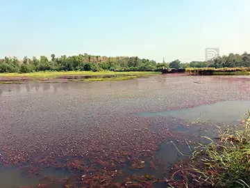 തൊടിയൂർ പാലത്തിന് സമീപം പായൽ നിറഞ്ഞ നിലയിൽ