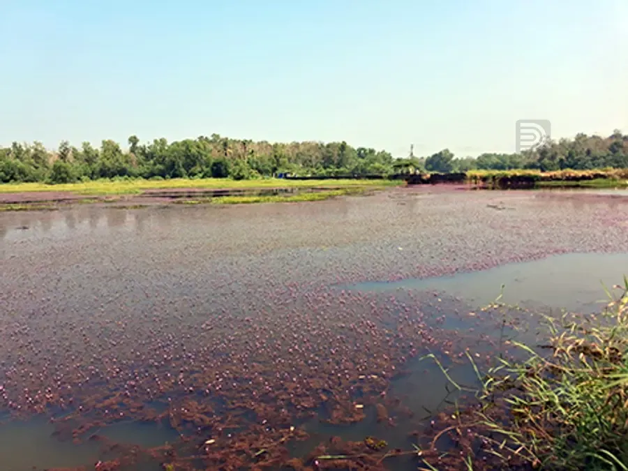 തൊടിയൂർ പാലത്തിന് സമീപം പായൽ നിറഞ്ഞ നിലയിൽ