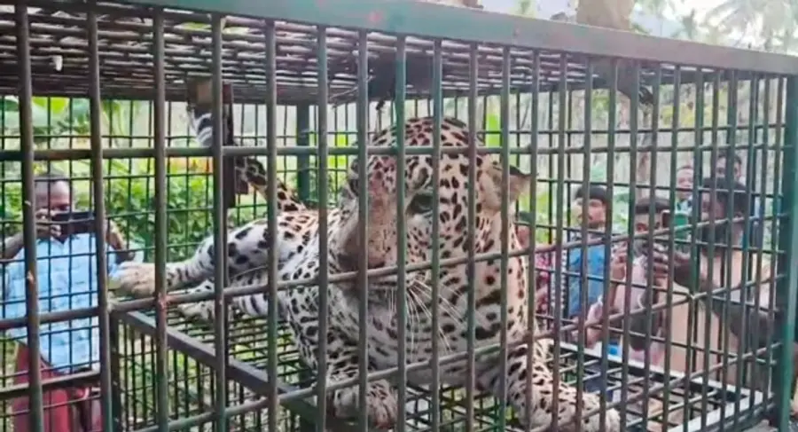 ചെന്തുണ്ടിൽ കൂട്ടിൽ അകപ്പെട്ട പുലി