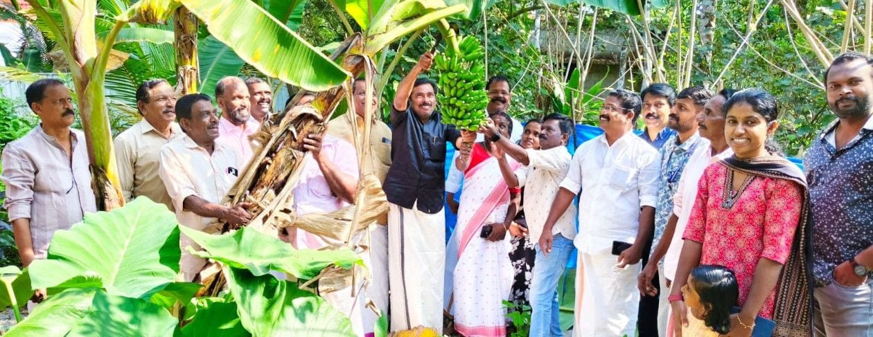 കണിച്ചുകുളങ്ങര ദേവീക്ഷേത്ര മഹോത്സവത്തോടനുബന്ധിച്ചുള്ള കൊടിയേറ്റ് സദ്യയുടെ മുഖ്യ വിഭവമായ  പാളയൻതോടൻ കുലയുടെ വിളവെടുപ്പ് ചടങ്ങ് ജില്ല പഞ്ചായത്ത് വിദ്യാഭ്യാസ–ആരോഗ്യ സ്റ്റാൻഡിങ് കമ്മിറ്റി ചെയർമാൻ എസ് രാധാകൃഷ്ണൻ നിർവഹിക്കുന്നു 