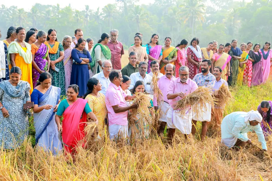 തണ്ണീർമുക്കം പഞ്ചായത്ത് 14–ാം വാർഡ് കരിക്കാട് 20 ഏക്കർ പുഞ്ചകൃഷി വിളവെടുപ്പ് മന്ത്രി പി പ്രസാദ് ഉദ്ഘാടനംചെയ്യുന്നു