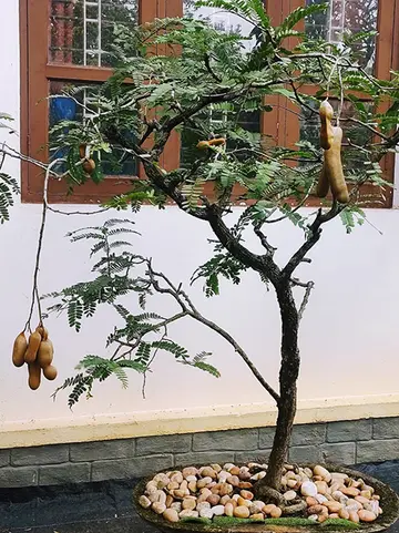 ചട്ടിയിൽ വാളൻപുളി കായ്ച്ച് നിൽക്കുന്നു 