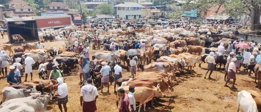 വാണിയംകുളം കന്നുകാലിച്ചന്ത