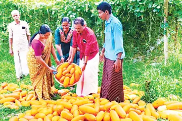 കഞ്ഞിക്കുഴിയിൽ ശുഭകേശന്റെ കൃഷിയിടത്തിലെ കണിവെള്ളരി വിളവെടുപ്പ് പഞ്ചായത്ത് പ്രസിഡന്റ്  അഡ്വ. എം സന്തോഷ-്‌കുമാർ ഉദ്ഘാടനംചെയ്യുന്നു