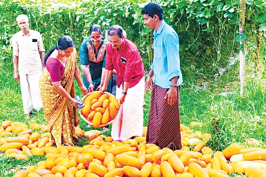 കഞ്ഞിക്കുഴിയിൽ ശുഭകേശന്റെ കൃഷിയിടത്തിലെ കണിവെള്ളരി വിളവെടുപ്പ് പഞ്ചായത്ത് പ്രസിഡന്റ്  അഡ്വ. എം സന്തോഷ-്‌കുമാർ ഉദ്ഘാടനംചെയ്യുന്നു