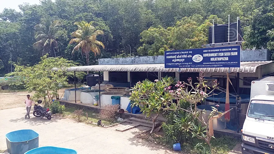 കുളത്തൂപ്പുഴ നെടുവന്നൂർ കടവിലെ ഗവ. ഫിഷ് സീഡ് ഫാം 
