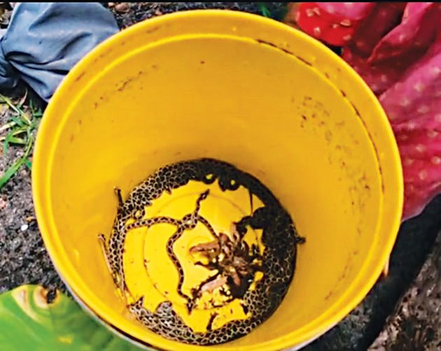 പെരുങ്ങാലയിലെ വീട്ടുപറമ്പിൽനിന്ന് പിടിച്ച അണലിക്കുഞ്ഞുങ്ങൾ