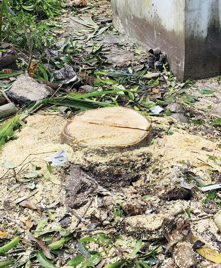 ലോക പരിസ്ഥിതി ദിനത്തിൽ കായംകുളം  ബിഎസ്എൻഎൽ ഓഫീസ് അങ്കണത്തിലെ  വൃക്ഷം വെട്ടിമാറ്റിയ നിലയിൽ