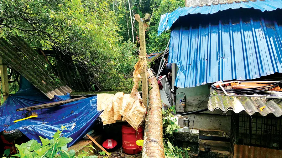 കാഞ്ഞിരക്കോട് വീടിന് മുകളിലേക്ക് തെങ്ങ് കടപുഴകി വീണ നിലയിൽ