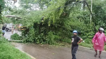 നെല്ലിക്കുറുശിയിൽ വൈദ്യുതി ലൈനിലേക്ക് വീണ മരം