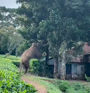 ചക്കപ്പഴം പറിക്കുന്ന ചക്കകൊമ്പൻ