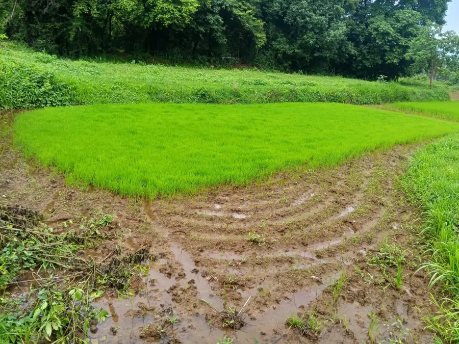 ചിറപ്പാടം പിലാപ്പിള്ളി പാടശേഖരത്ത് തയ്യാറാക്കിയ ഞാറ്റടി