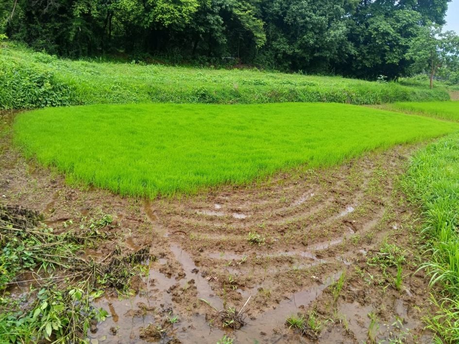 ചിറപ്പാടം പിലാപ്പിള്ളി പാടശേഖരത്ത് തയ്യാറാക്കിയ ഞാറ്റടി