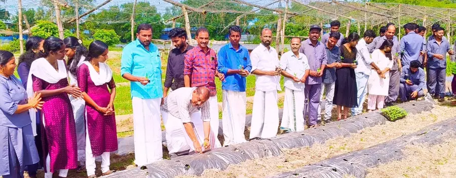  ഓണക്കാല പച്ചക്കറി കൃഷിയുടെ ആദ്യ തൈനടീൽ മുൻ ജില്ലാ പഞ്ചായത്ത് പ്രസിഡൻ്റ് ആർ നാസർ നിർവഹിക്കുന്നു 