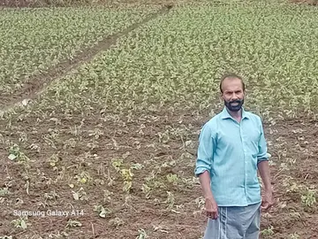 നല്ലേപ്പിള്ളി കമ്പംപടി കെ സ്വാമിനാഥന്റെ ഇരുവേലി ഔഷധച്ചെടി കൃഷി