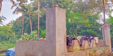 പരയ്ക്കാട് ഭാഗത്ത് വീശിയ മിന്നൽ ചുഴലിയിൽ തൊഴുത്തിന്റെ മേൽക്കൂര പറന്നുപോയ നിലയിൽ  