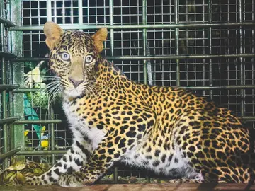 കൂട്ടിലായ പുലി