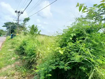 പാറളം പൂത്തറയ്ക്കൽ പാതയോരം ഇപ്പോൾ കാടുകയറിയ നിലയിൽ