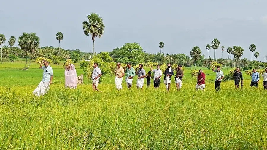 ചുട്ടിച്ചിറ വയലിലെ നിറപുത്തരി കൊയ്‍ത്ത്