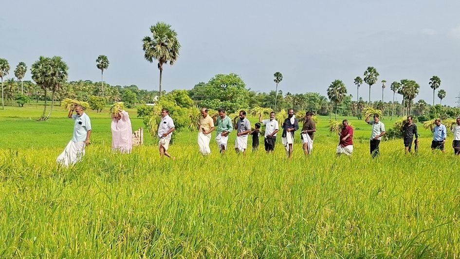 ചുട്ടിച്ചിറ വയലിലെ നിറപുത്തരി കൊയ്‍ത്ത്