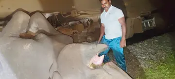 ആനയുടെ ജഡം ട്രെയിനിൽ കുരുങ്ങിയ നിലയിൽ