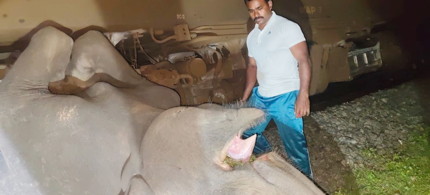 ആനയുടെ ജഡം ട്രെയിനിൽ കുരുങ്ങിയ നിലയിൽ