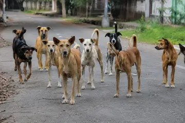 തെരുവുനായ്ക്കൾ ആക്രമിച്ചു