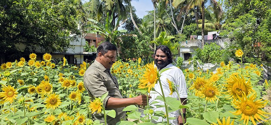 പറയകടവിലെ സൂര്യകാന്തിപ്പാടത്തിൽ ബ്ലോക്ക് പഞ്ചായത്ത് അംഗം പി ലിജുവും ശ്രീജിത്തും