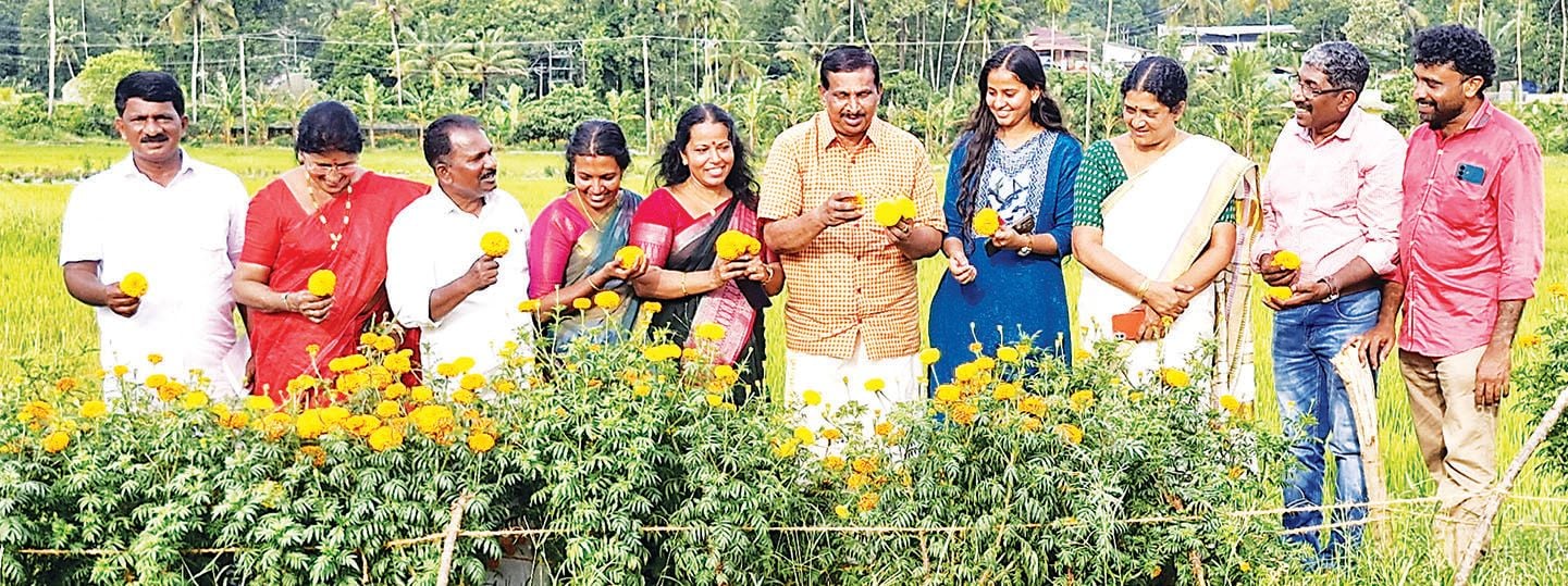 ബന്ദിപ്പൂകൃഷി 