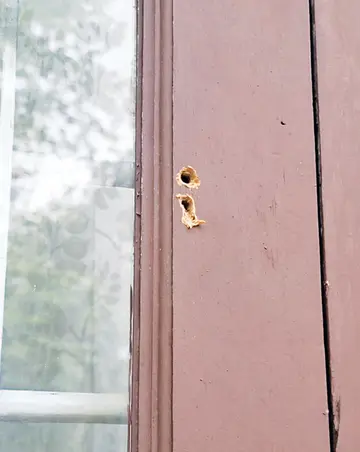 thief