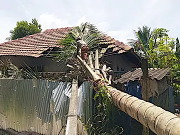 ആര്യാട് കാരിക്കുഴി കണ്ടത്തിൽ മനോഹരന്റെ വീട് തെങ്ങ് കടപുഴകി ഭാഗികമായി തകർന്നപ്പോൾ