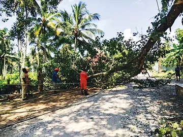 ആൽമരച്ചില്ല ഒടിഞ്ഞുവീണു;