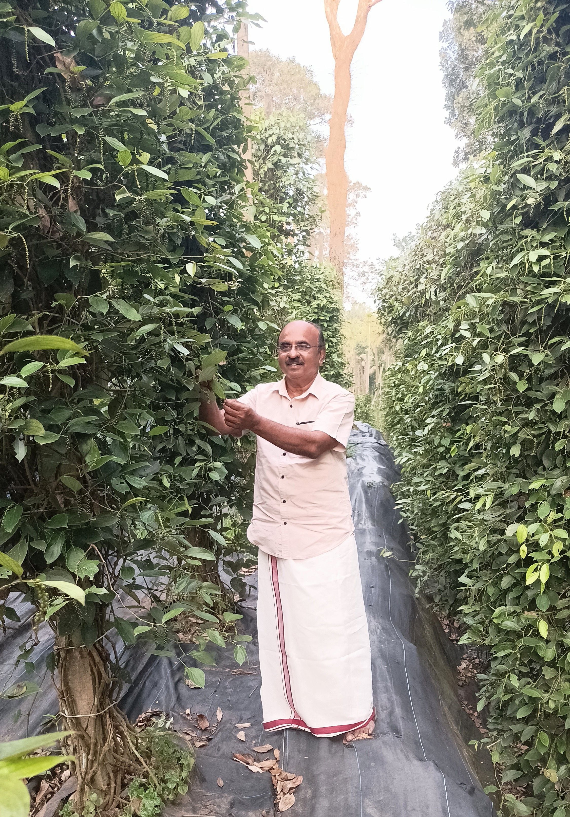 രാജീവ്‌ കോൺക്രീറ്റ്‌ തൂണിൽ വളർത്തിയ കുരുമുളക് ചെടികൾക്കിടയിൽ