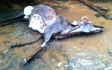 പുലി ആക്രമിച്ച് കൊന്ന പശു