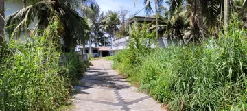 തളിക്കുളം പഞ്ചായത്ത് വാതക ശ്മശാനത്തിലേക്കുള്ള വഴിയുടെ ഇരുവശവും കാടുപിടിച്ച നിലയിൽ