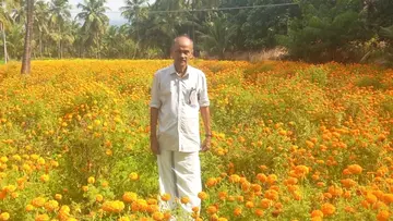 വി ചെന്താമര ചെണ്ടുമല്ലിത്തോട്ടത്തിൽ